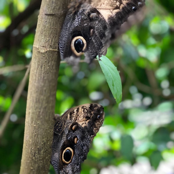 9/30/2018에 David P.님이 Butterfly Pavilion에서 찍은 사진