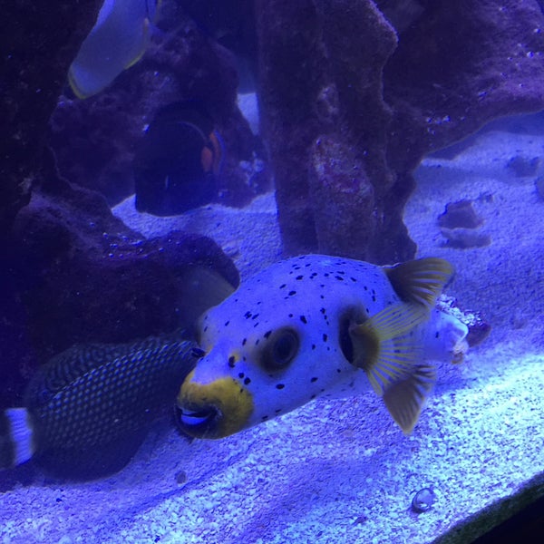 Austin AquaDome South Lamar Austin, TX