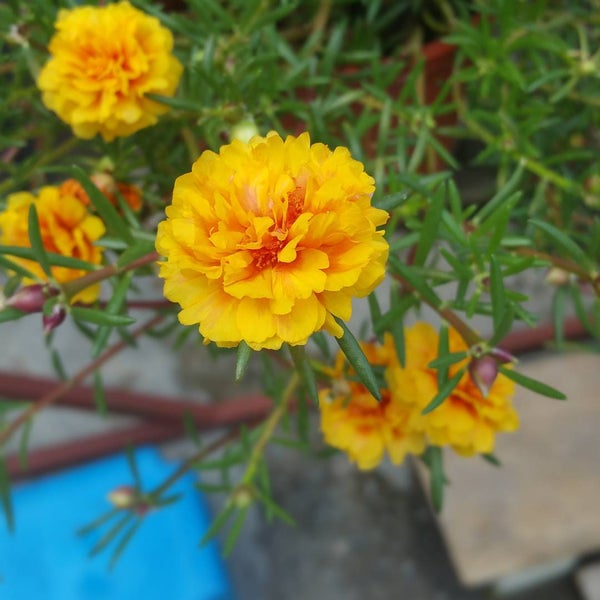 Luak Bay Miri Sarawak