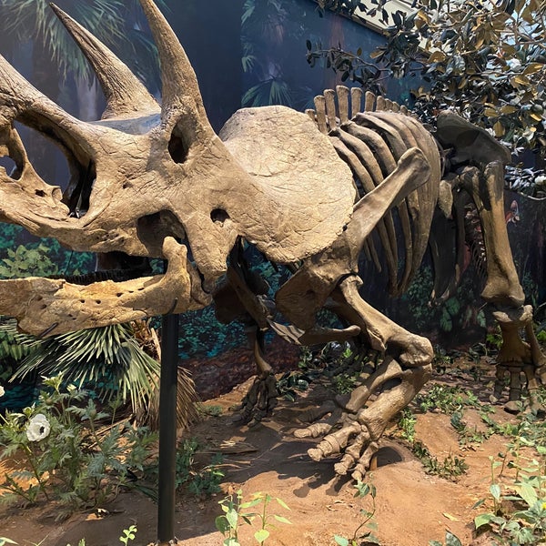 Photo taken at Carnegie Museum of Natural History by Brett H. on 10/25/2023