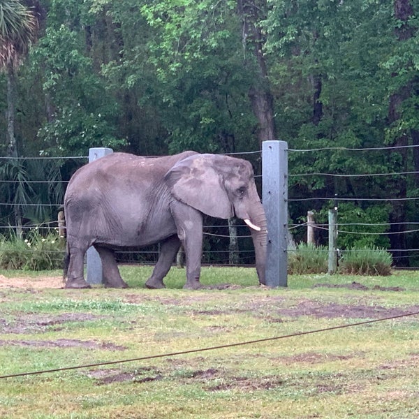 Jacksonville Zoo Elephant Northside 340 ziyaretçidan 1 tavsiye