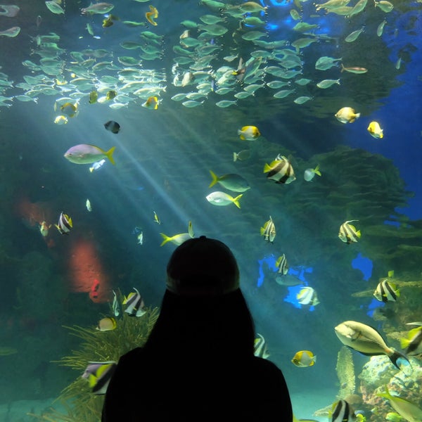 8/30/2018에 l3wrdjj J.님이 Ripley&#39;s Aquarium of the Smokies에서 찍은 사진