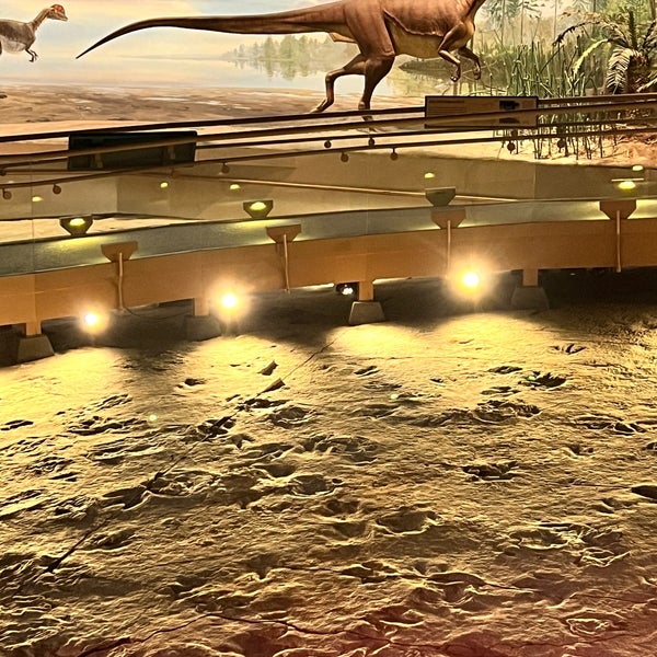 Seeing dinosaur tracks in real life is pretty darn cool. Dinosaur State Park State or Provincial Park in Rocky Hill