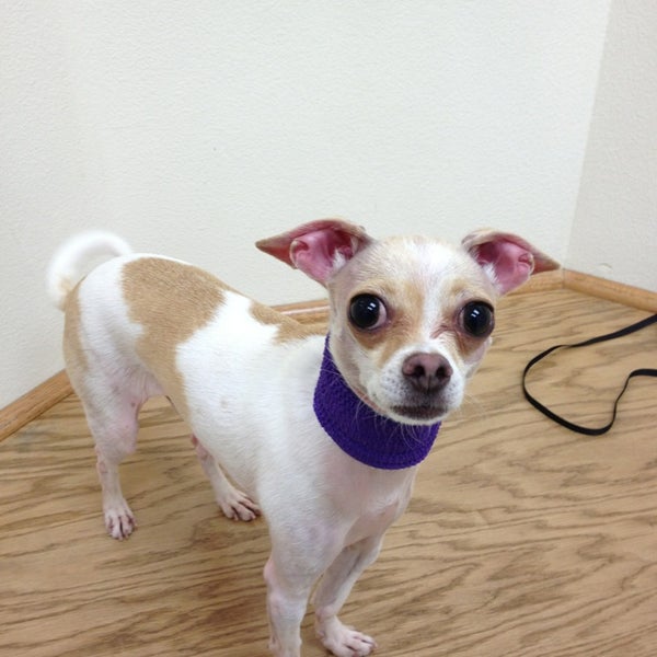 vca animal hospital lake forest