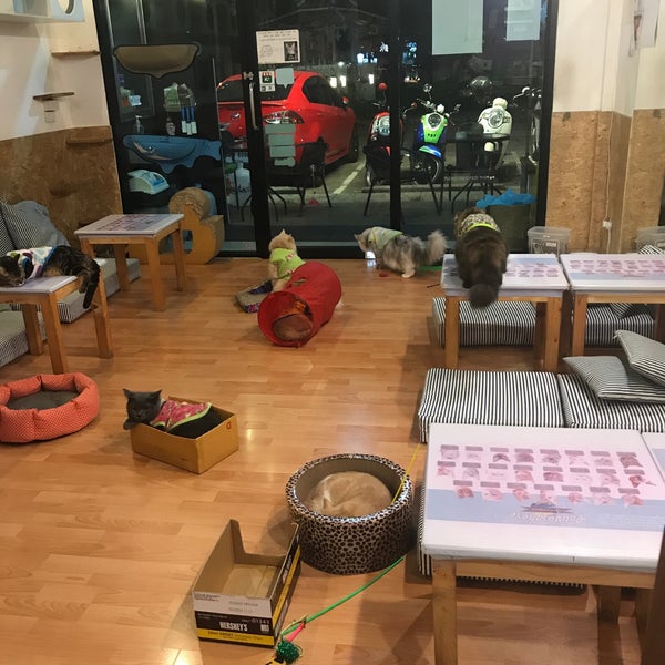 Photo taken at Catmosphere Cat Café by MYPIRI on 1/17/2019
