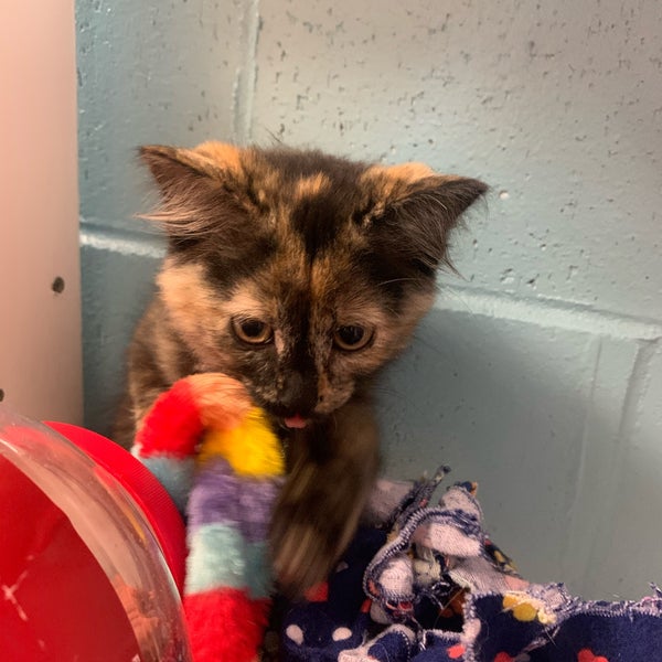 Aurora Animal Shelter Northwest Aurora 15750 E 32nd Ave