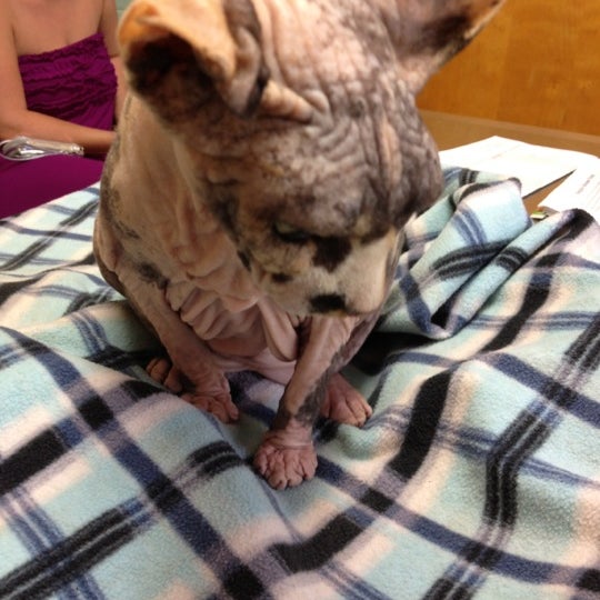 berry hill pet hospital