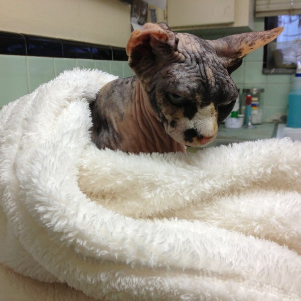 berry hill pet hospital