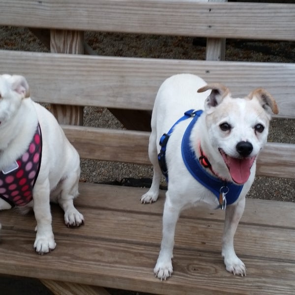 Norwood Dog Park Dog Park in Chicago