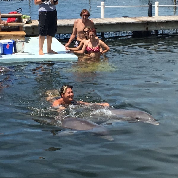 Foto scattata a Dolphin Research Center da Tanja W. il 8/14/2015