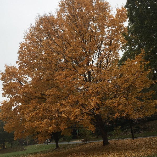 Photos at Latta Park Park in Charlotte