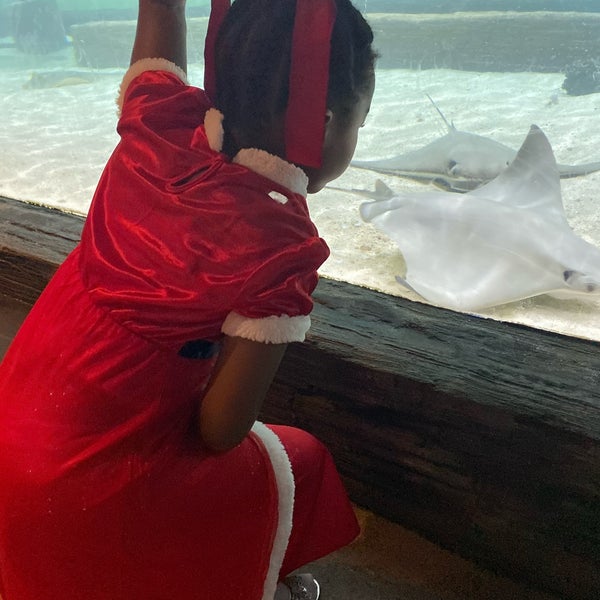Foto scattata a The Florida Aquarium da Ms C. il 12/21/2019