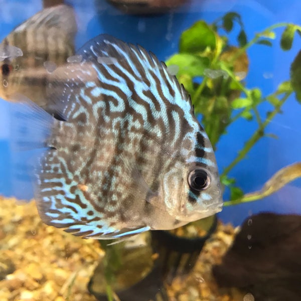 Petco Pet Supplies Store in Kissimmee