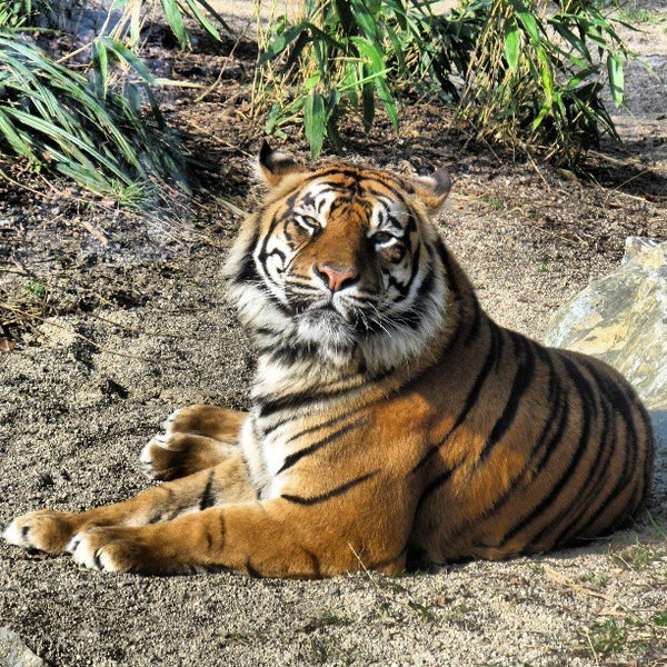 Dublin Zoo Zoo in Dublin