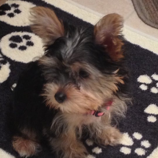 petsmart hyde park gate