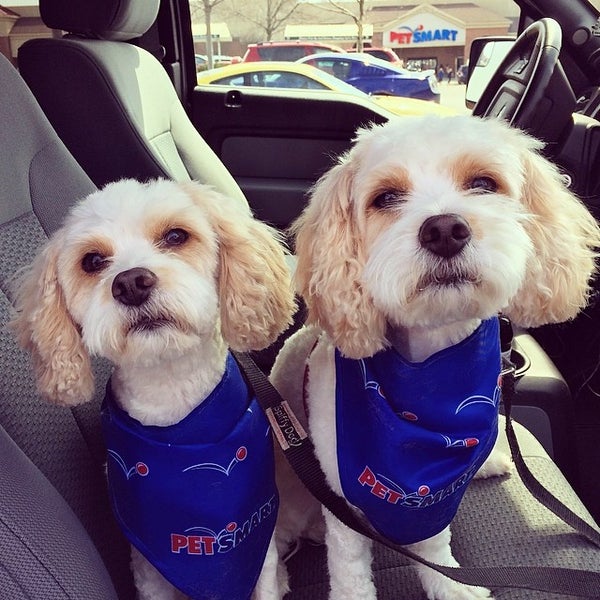 pet store near wegmans