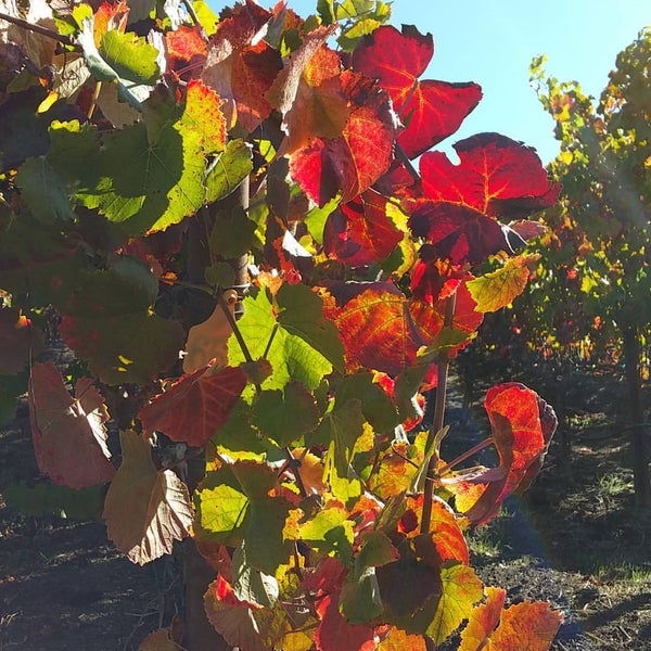 Foto scattata a Copain Wines da Jose D. il 11/10/2015