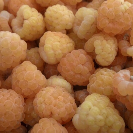 Green Bluff Other Great Outdoors in Mead