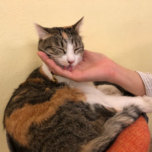 猫まるカフェ Tea Room In 錦糸町 猫まるカフェ Tea Room In 錦糸町