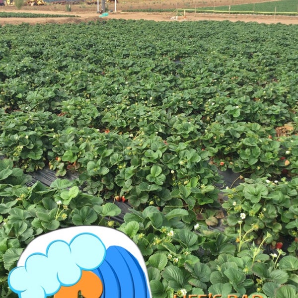 Foto scattata a U-Pick Carlsbad Strawberry Co. da Abdullah il 5/20/2016