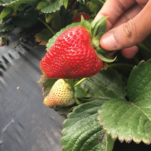 Foto diambil di U-Pick Carlsbad Strawberry Co. oleh Abdullah pada 5/20/2016