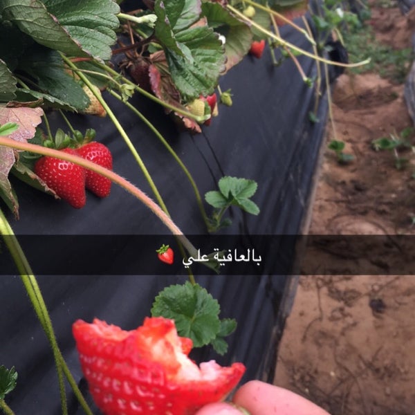 Photo taken at U-Pick Carlsbad Strawberry Co. by Abdullah on 5/20/2016