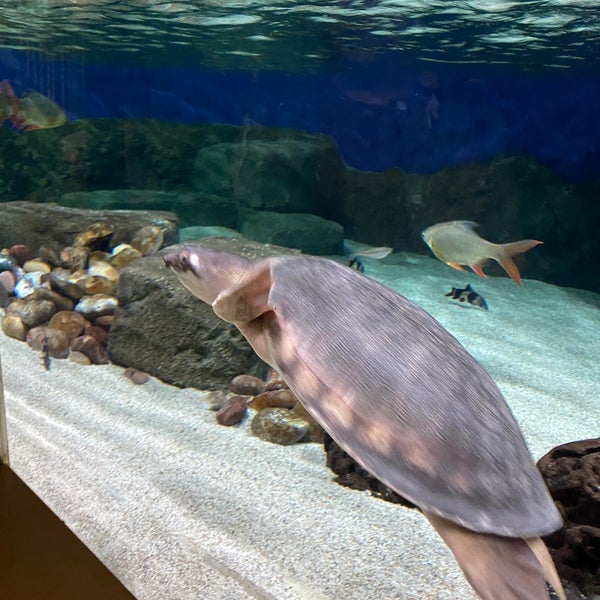 10/9/2021 tarihinde Pavel S.ziyaretçi tarafından Oceanarium, The Bournemouth Aquarium'de çekilen fotoğraf