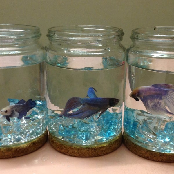 Kok Aquarium - Pet Store