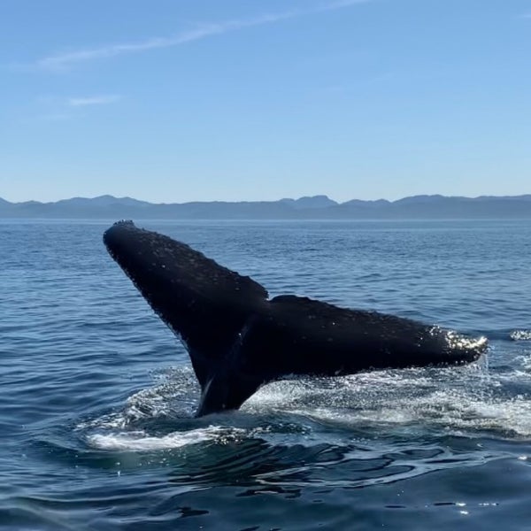 Photo taken at Eagle Wing Whale &amp; Wildlife Watching Tours by Priscilla W. on 9/3/2021