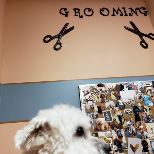 The Good Pet Groomer Pet Service In Minneapolis