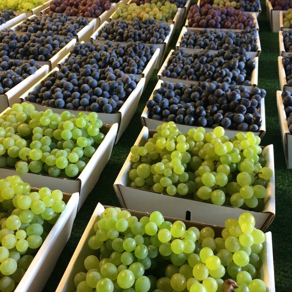 Naples Grape Festival 7 tips from 286 visitors