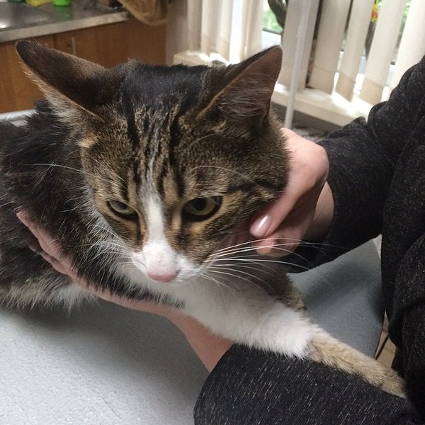 Ремонт животных ул тренева 20 фото Remont zhivotnykh, veterinary clinic, Moscow, Perovskaya Street, 22к1 Yandex M