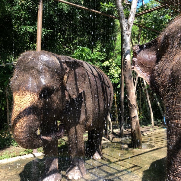 Photos at Elephant Ride Bali Zoo Park Zoo Exhibit in Gianyar
