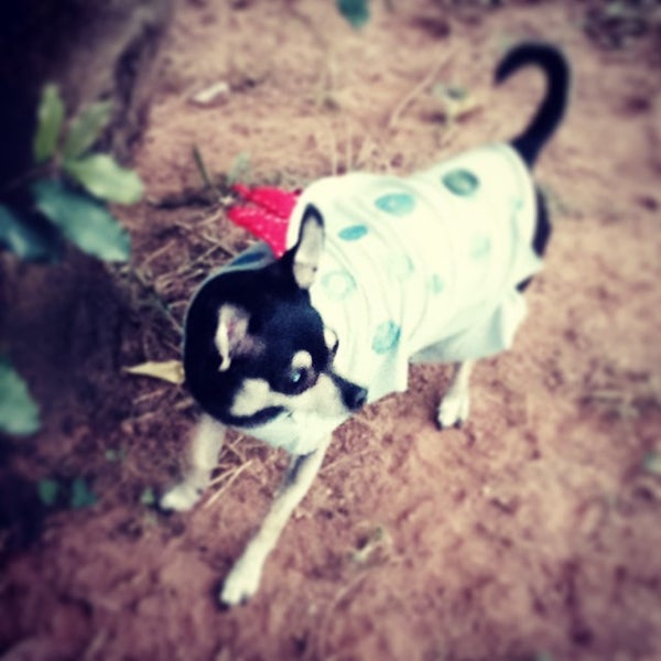 Ormewood Park Dog Park Dog Park in Atlanta