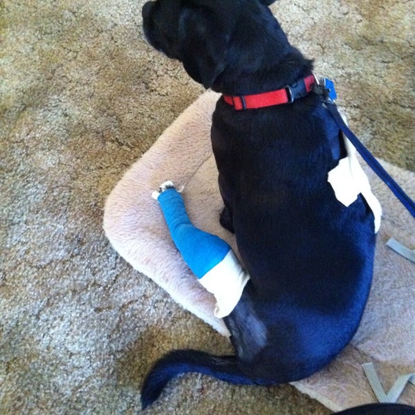 grandview veterinary