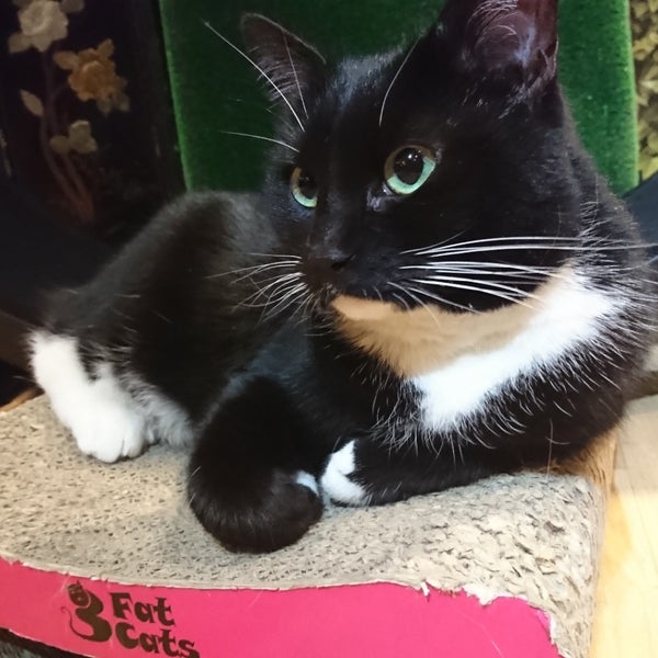 5/23/2019 tarihinde Munya M.ziyaretçi tarafından Lady Dinah&#39;s Cat Emporium'de çekilen fotoğraf