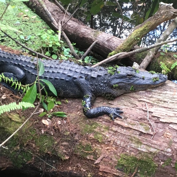 1/13/2017にScott S.がAudubon&#39;s Corkscrew Swamp Sanctuaryで撮った写真
