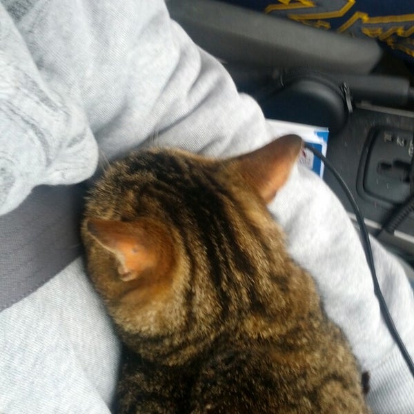 Photos at Kitsap Humane Society Pet Supplies Store in Silverdale