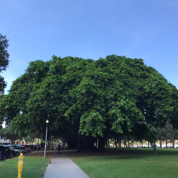 сен дерево. дерево святой елены фото. дуб европейский дерево. импрессионизм поль синьяк. пуантилизм поль синьяк.