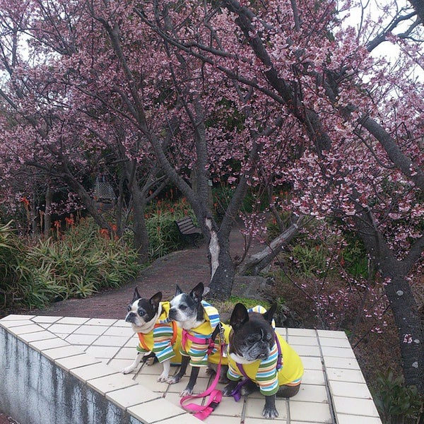 Photos At 伊豆四季の花公園 1 Tip From 357 Visitors