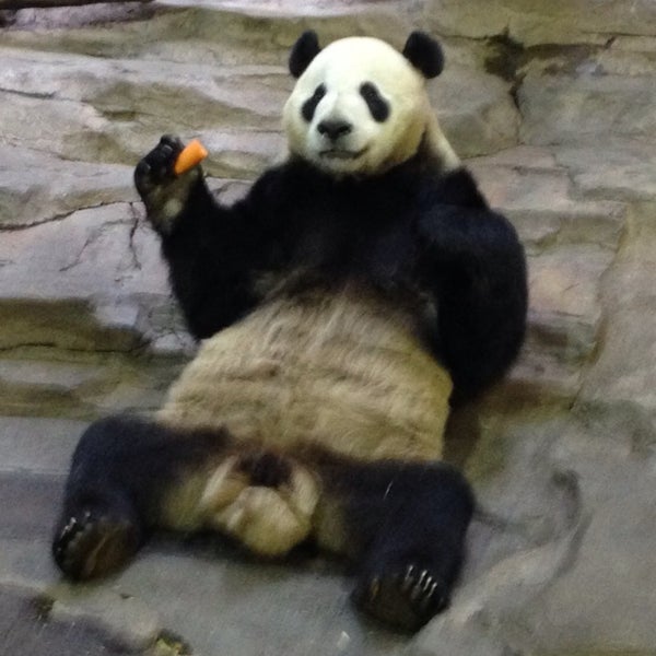 панда центр вологда