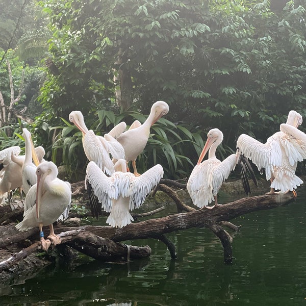 Foto diambil di Singapore Zoo oleh Marine S. pada 4/23/2024