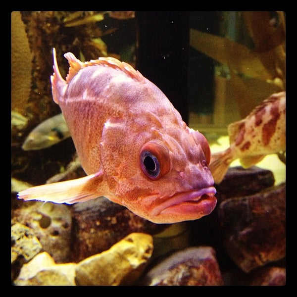 Foto tomada en Santa Monica Pier Aquarium  por Heal the Bay el 11/23/2012