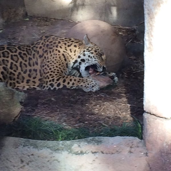 Audobon Zoo Jaguar Jungle Dig Site