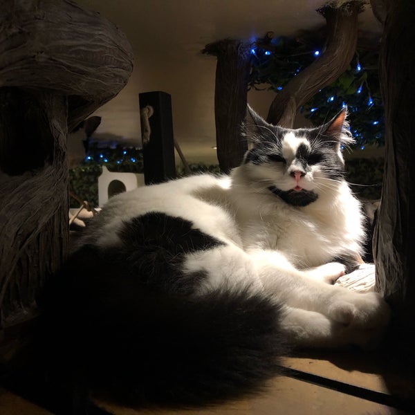 Photo taken at Lady Dinah&#39;s Cat Emporium by T on 1/12/2019