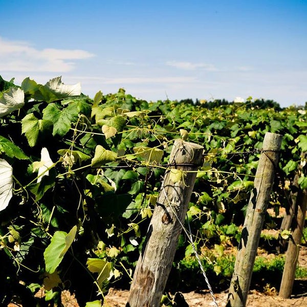 Foto tirada no(a) Penn Shore Winery and Vineyards por Penn Shore Winery and Vineyards em 5/4/2016