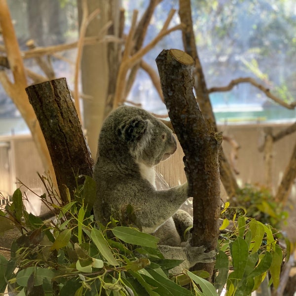 Photos At 金沢動物園 コアラ舎 金沢区 0 Tips Photos At 金沢動物園 コアラ舎 金沢区 0 Tips
