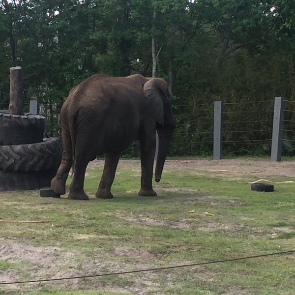 Jacksonville Zoo Elephant Northside 1 tip from 341 visitors