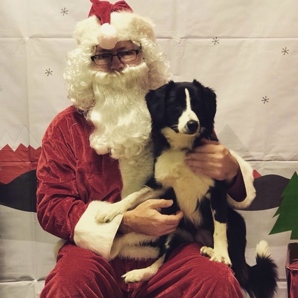 petsmart golden gate