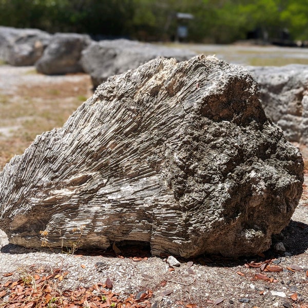 List 90+ Pictures Windley Key Fossil Reef Geological State Park Photos